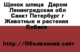 Щенок шпица. Даром.  - Ленинградская обл., Санкт-Петербург г. Животные и растения » Собаки   